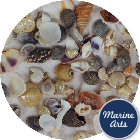 Assorted Mini Craft Shells - Project Pack